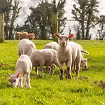 Cheval Dore Dans La Ferme Дом отдыха Ryes
