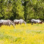 Cheval Dore Dans La Ferme *