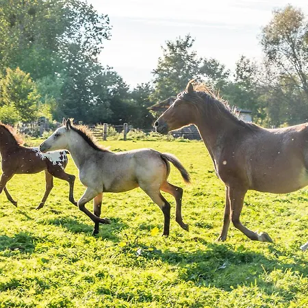 Hébergement de vacances Cheval Doré Dans La Ferme *