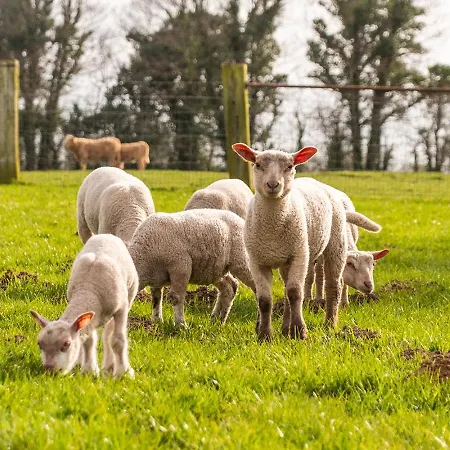 Cheval Doré Dans La Ferme Hébergement de vacances Ryes