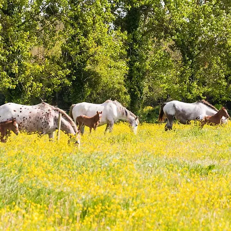 Cheval Doré Dans La Ferme *