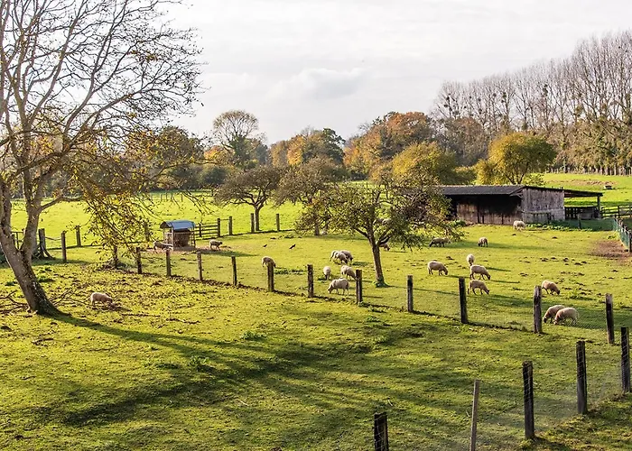 Cheval Dore Dans La Ferme Tatil Evi *