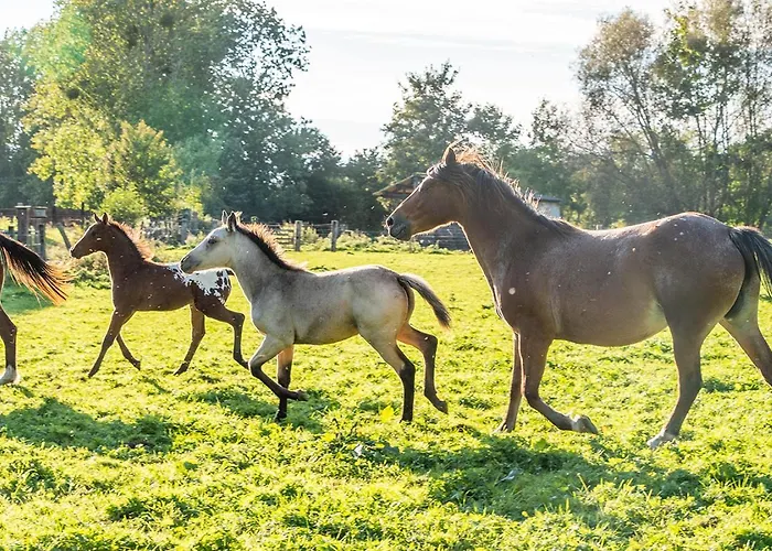 Tatil Evi Cheval Dore Dans La Ferme *