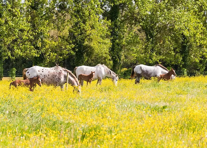 Cheval Dore Dans La Ferme *